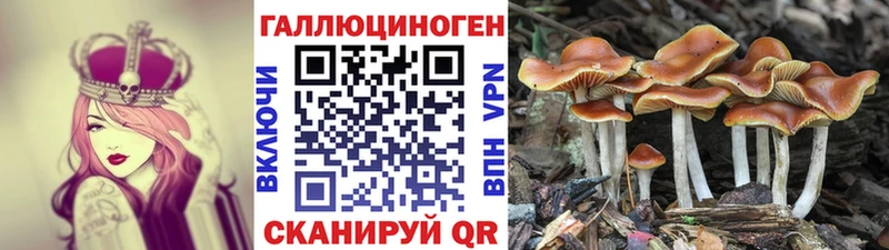 купить наркотик  Туапсе  Псилоцибиновые грибы Cubensis 